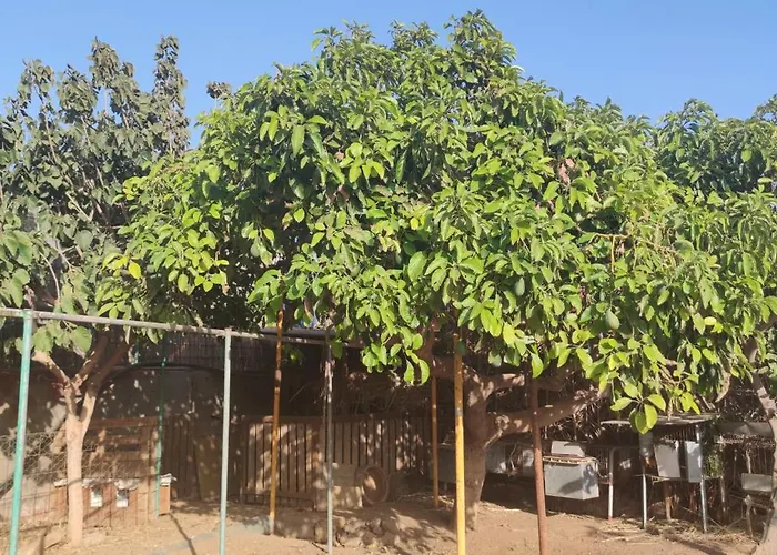 Casita Leos